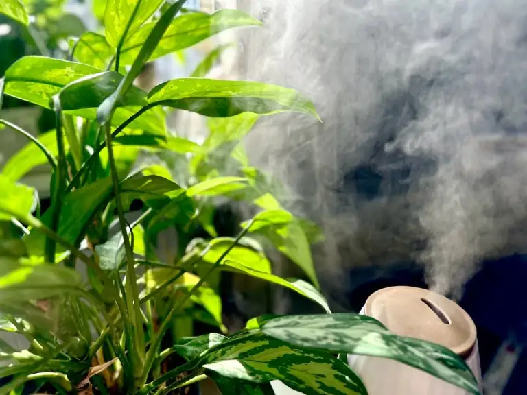 boston fern group humidity mist