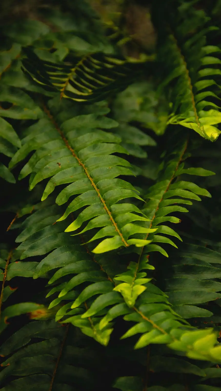 boston fern shallow bowl moss