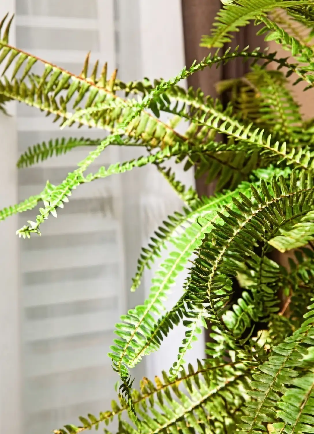 boston fern bright window light