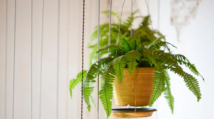boston fern root division close up