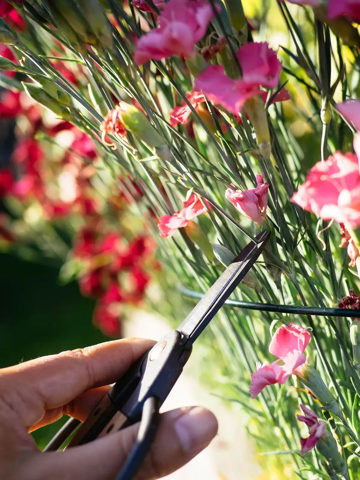 dianthus deadheading with scissors