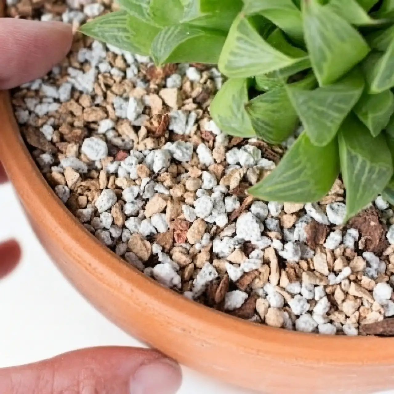 dianthus gritty soil terracotta pot