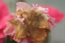 dianthus flower gray mold close-up
