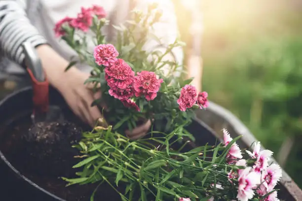 dianthus pot drainage pebbles