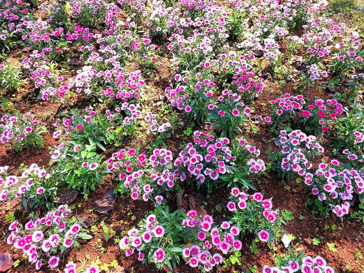 Chinese pink mass planting flowerbed