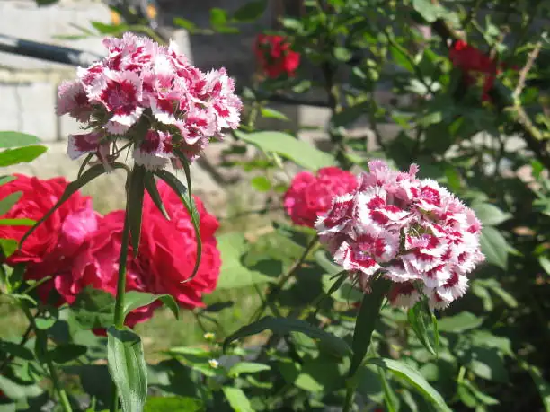 Chinese pink vs carnation flowers