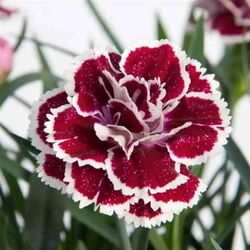 dianthus fringed edge backlight