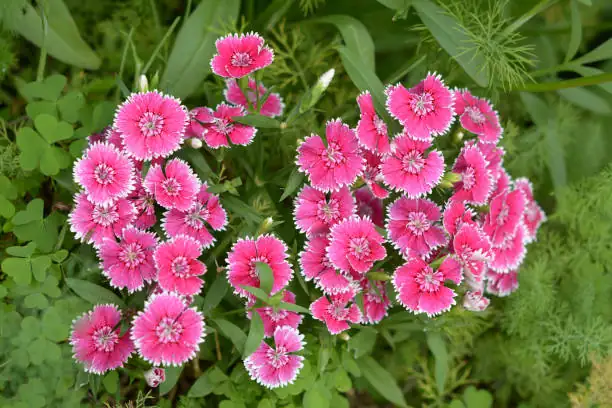 dianthus flower eye macro