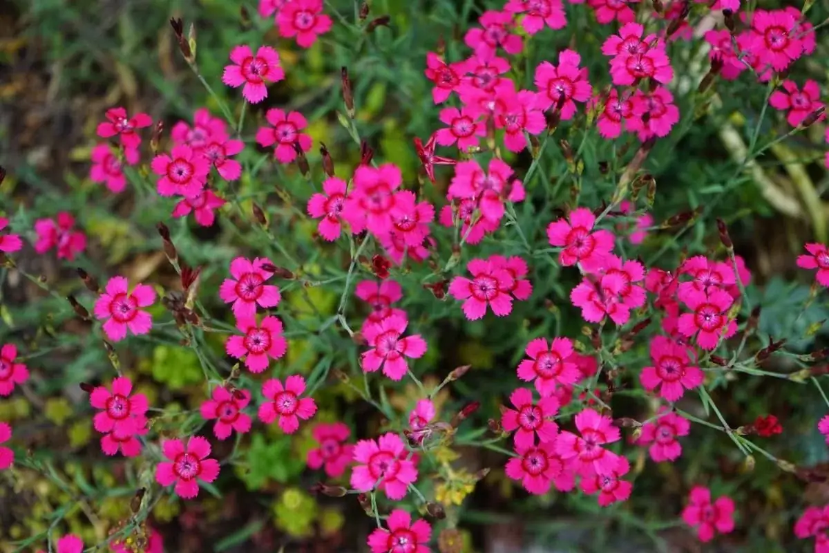 dianthus cool season sunlight