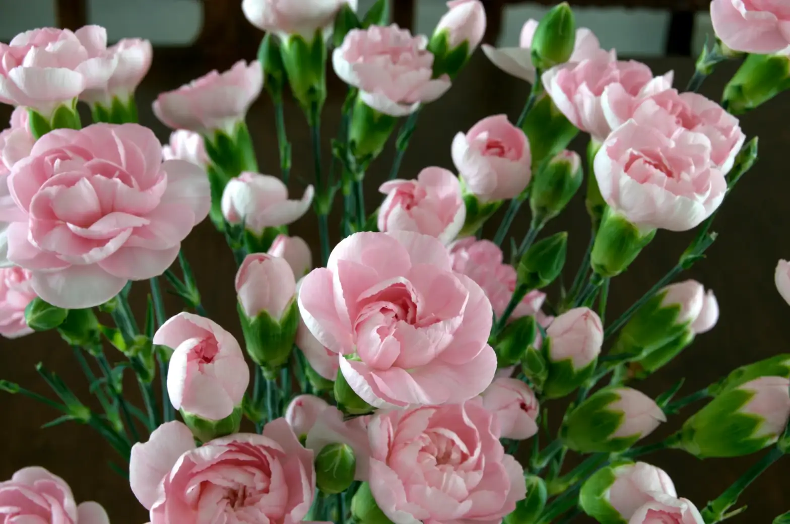 dianthus pinching stem tips