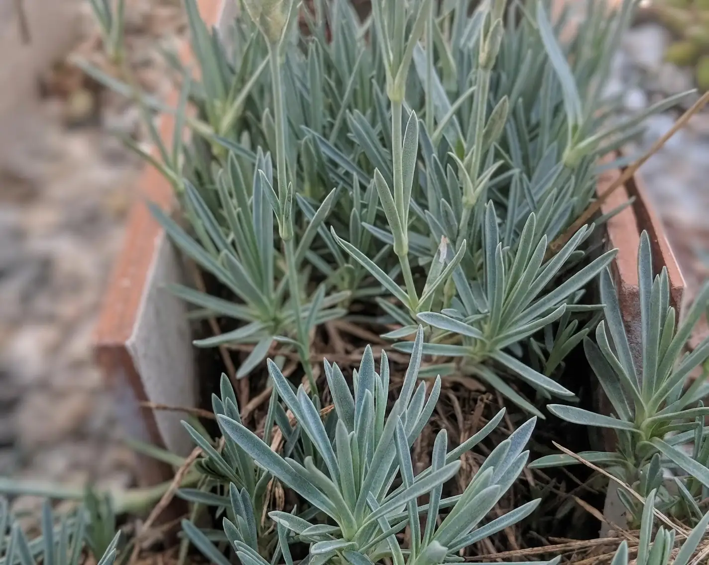 dianthus stem cuttings propagation tray
