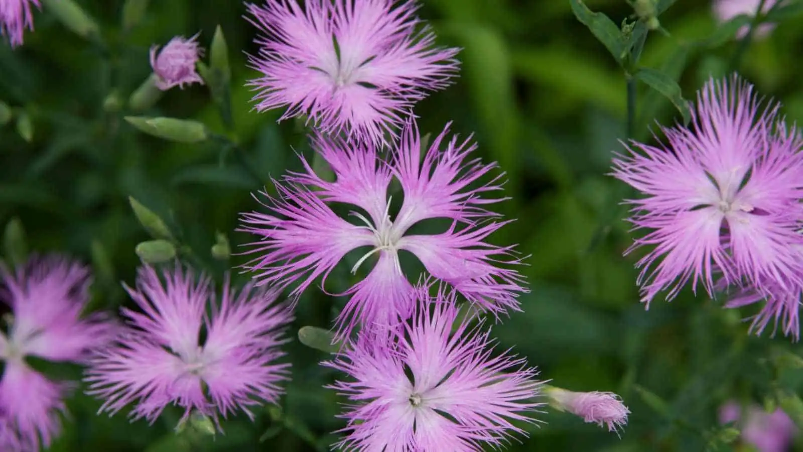 dianthus fringed petals close-up