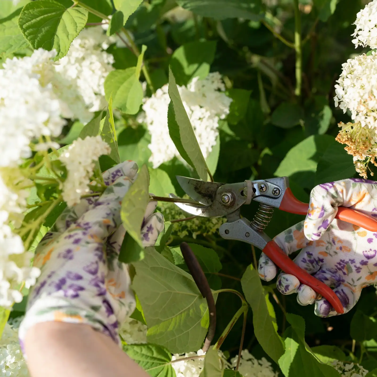 dianthus pinch pruning hands