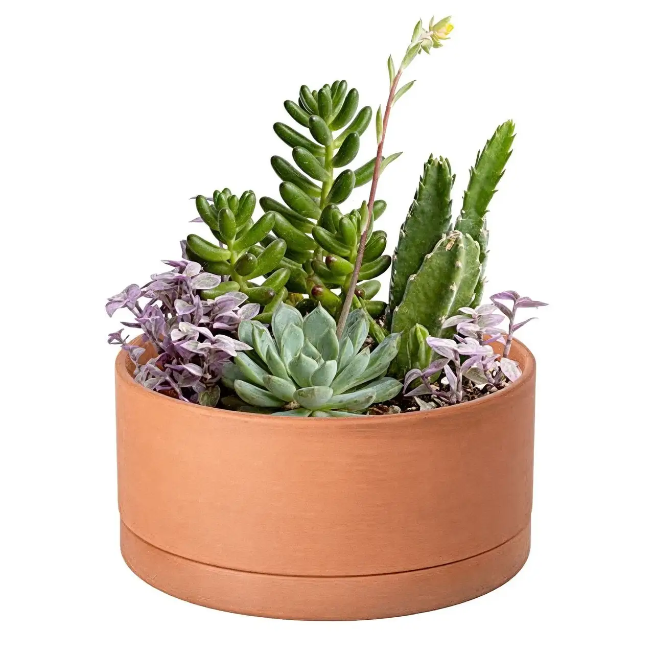 dianthus terracotta pot drainage
