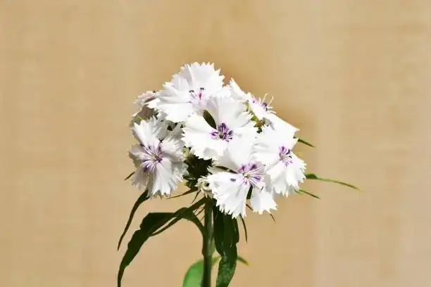 dianthus flower close-up macro