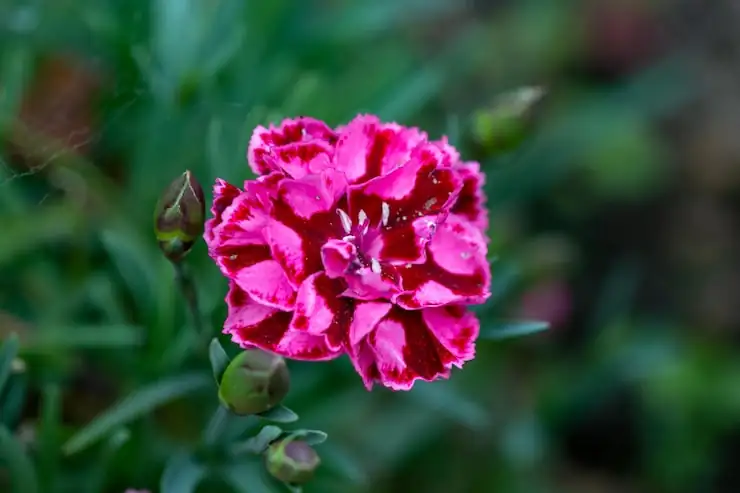 dianthus petal veining macro