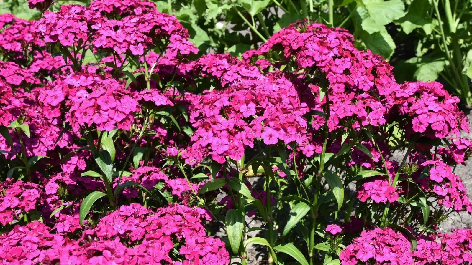 dianthus compact short internodes