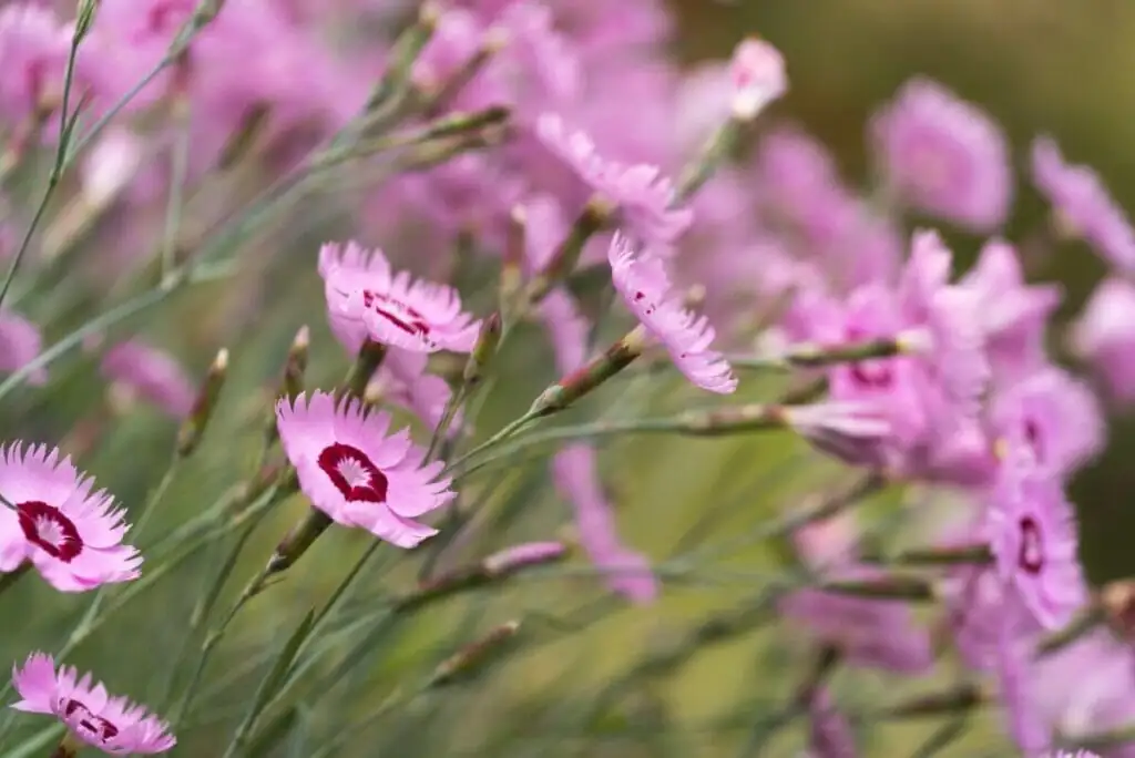 dianthus vs carnation flowers