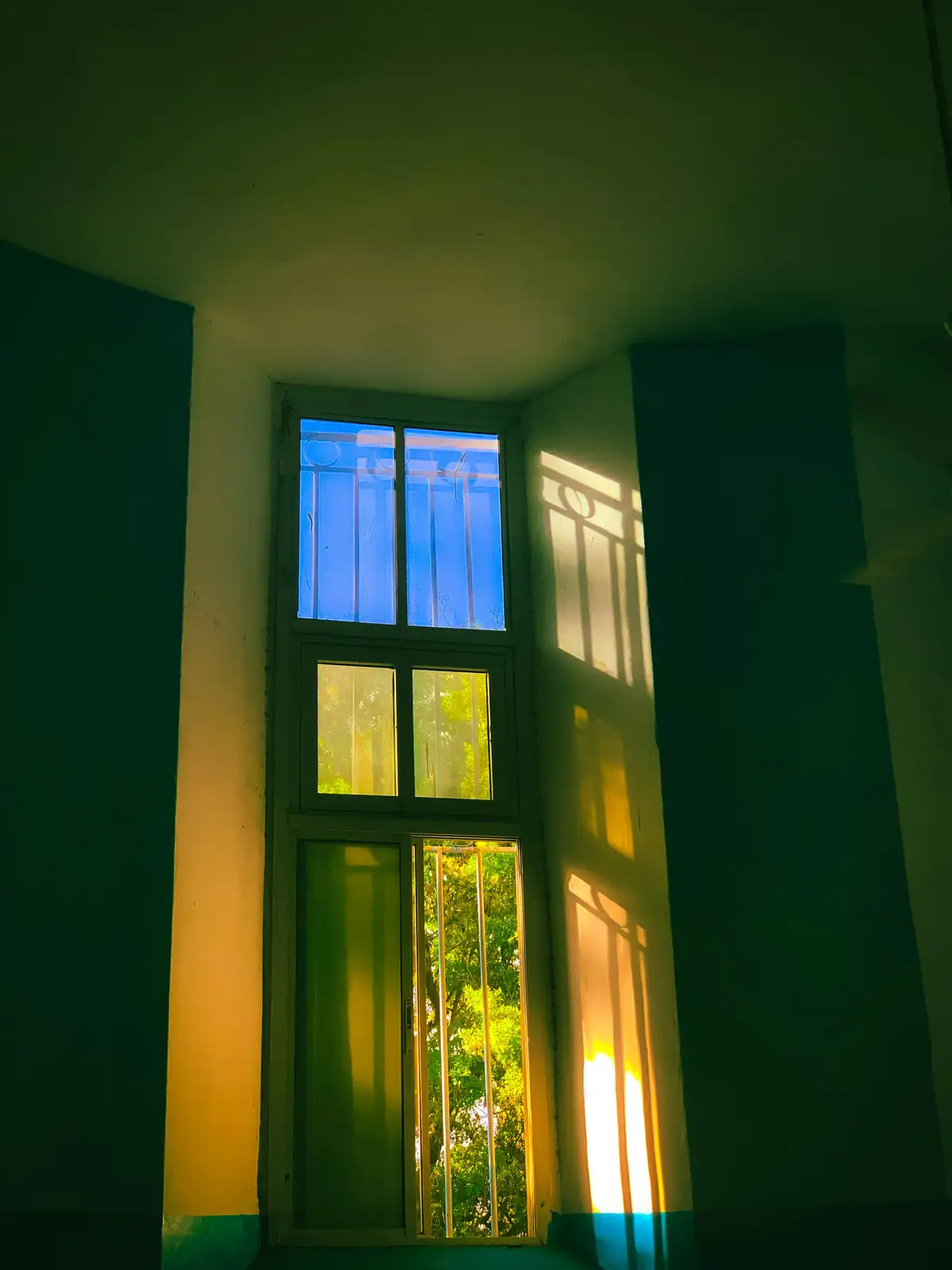 dianthus indoor east window light