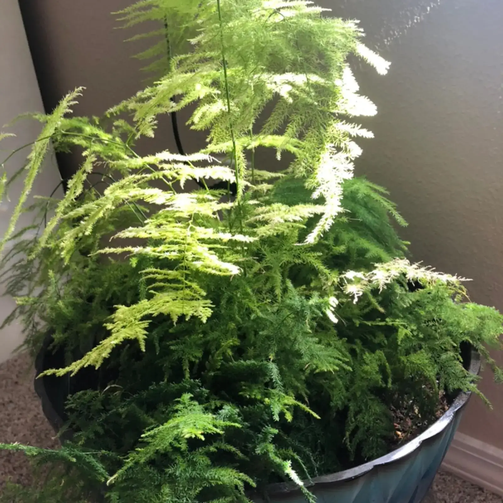 asparagus fern watering can drainage