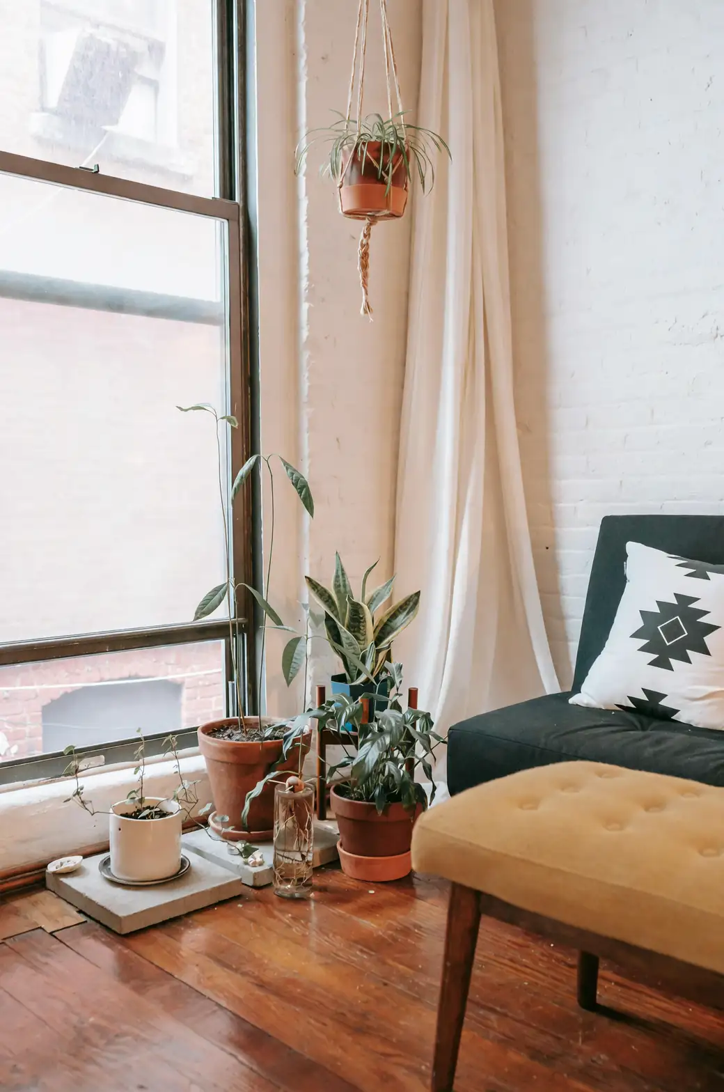 asparagus fern humidifier living room