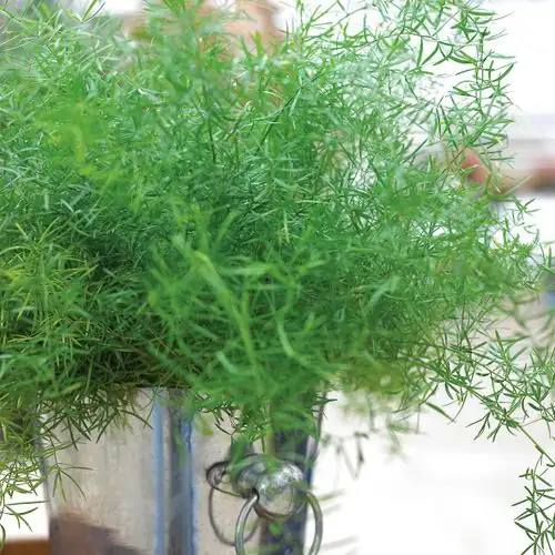 asparagus fern ring support trellis