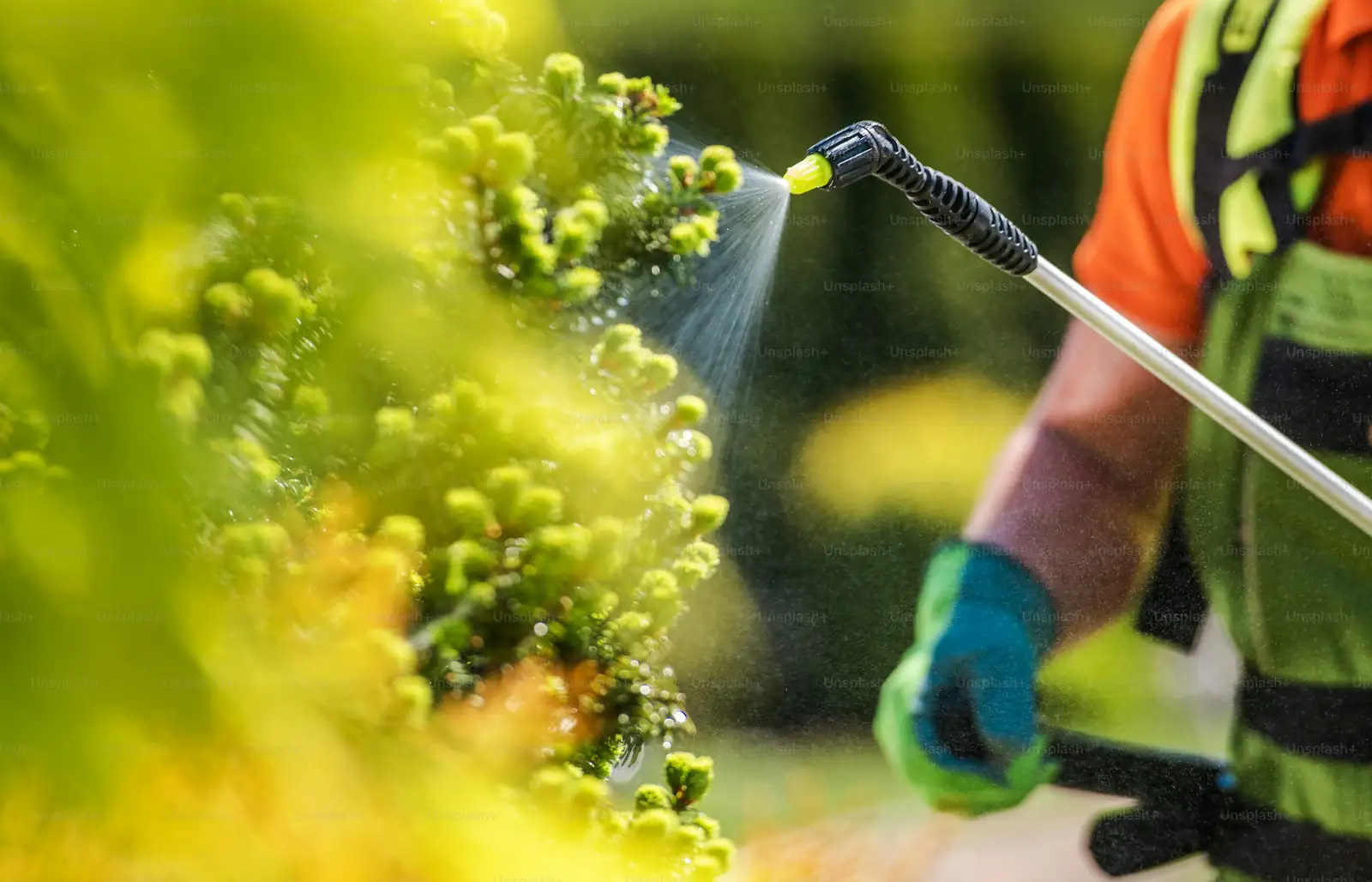 asparagus fern insecticidal soap spray