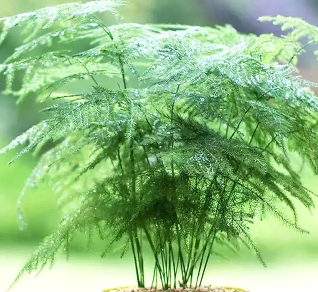 asparagus fern fronds close-up