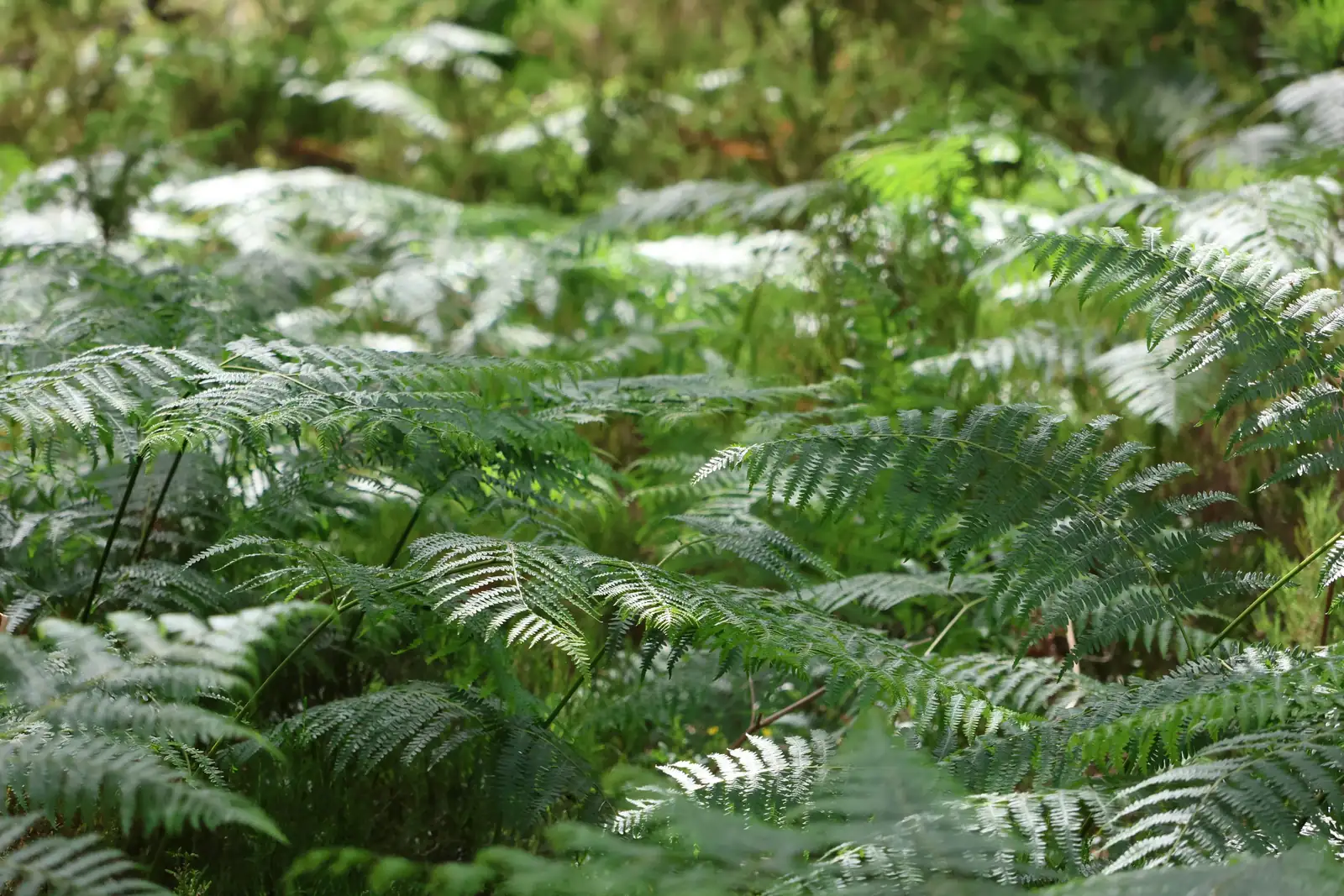 asparagus fern invasive forest floor