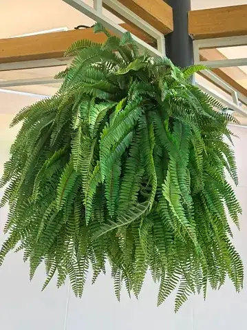 asparagus fern misting spray