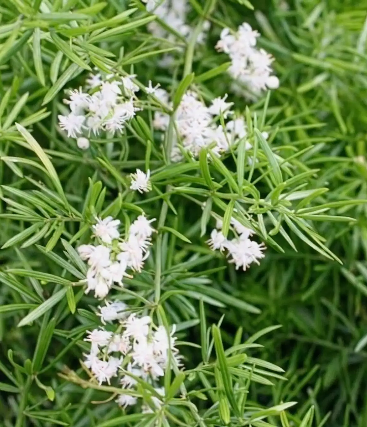 asparagus fern white flowers berries