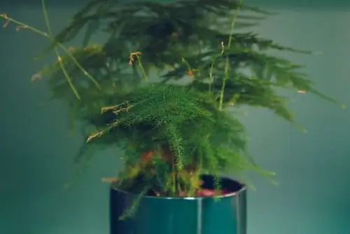 asparagus fern yellowing fronds