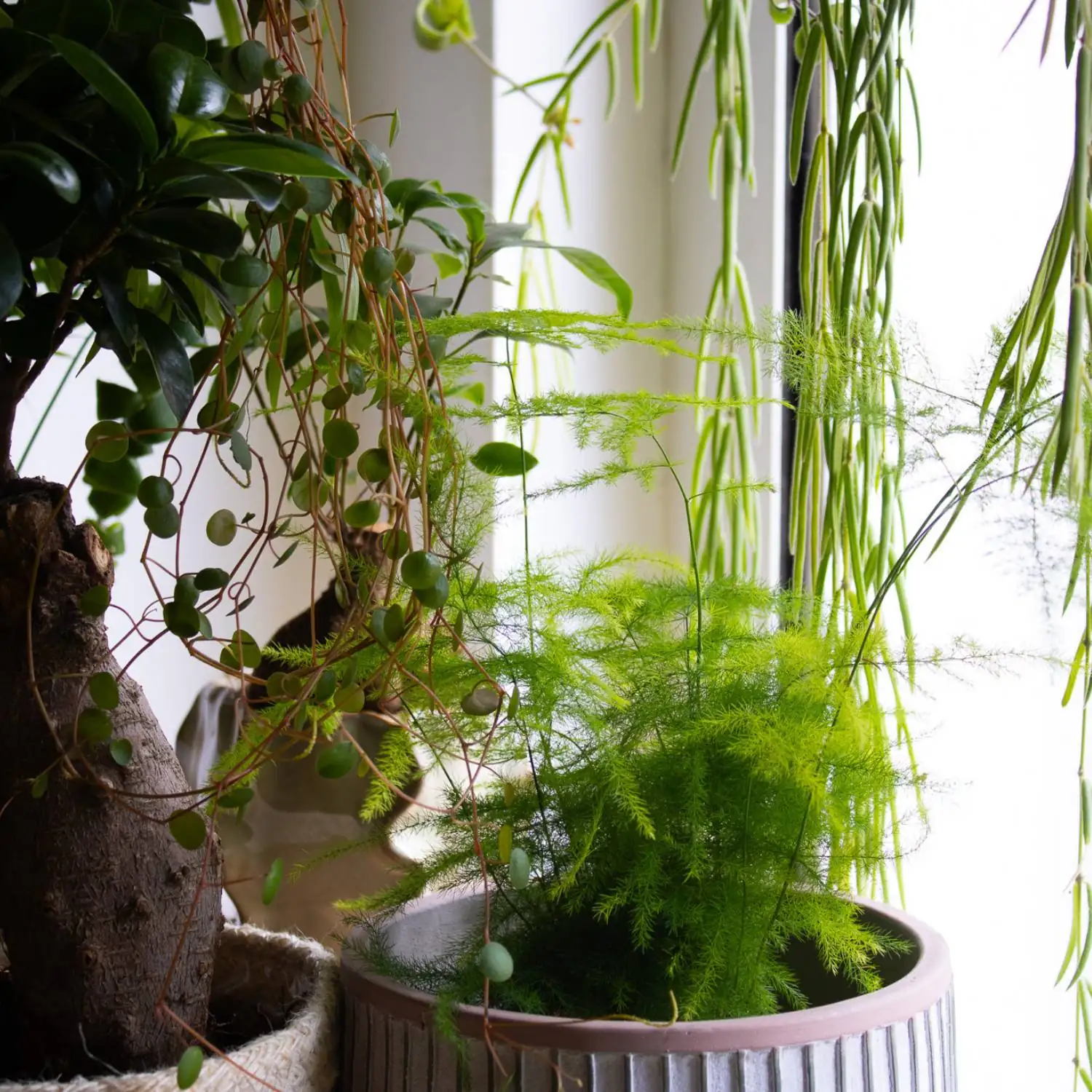 asparagus fern windowsill east light