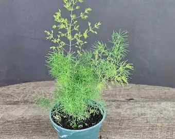 分株还是播种？文竹繁殖大师班（附缓苗与幼苗管理细节）