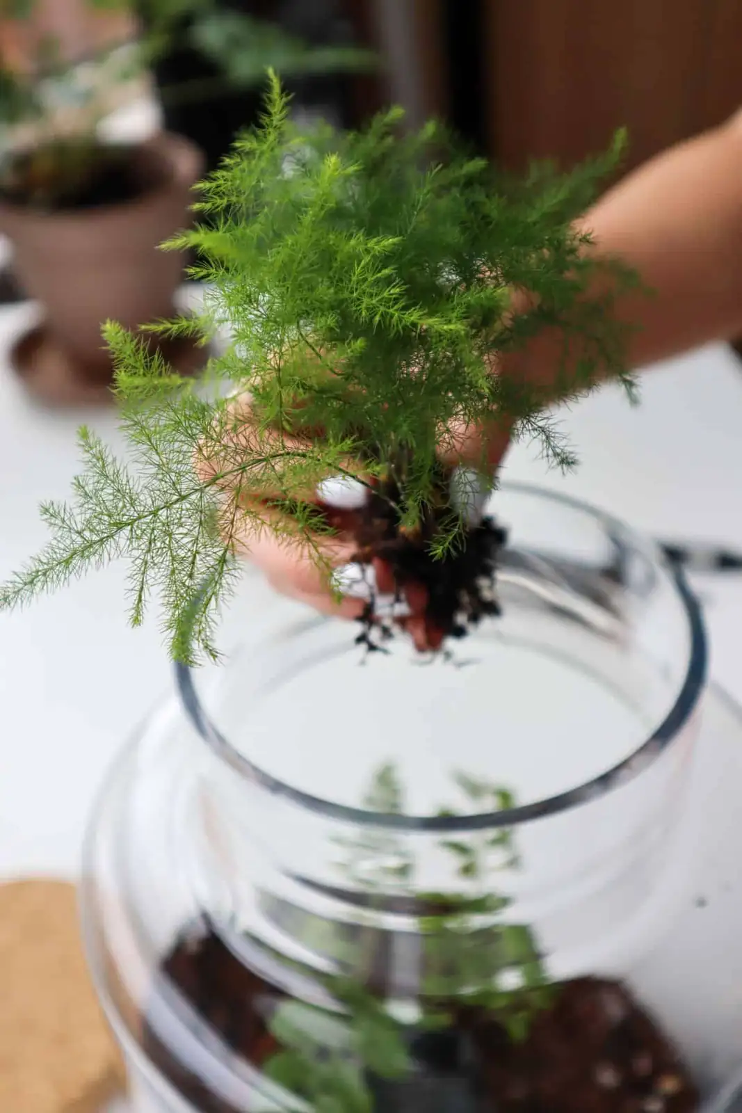 asparagus fern root division hands