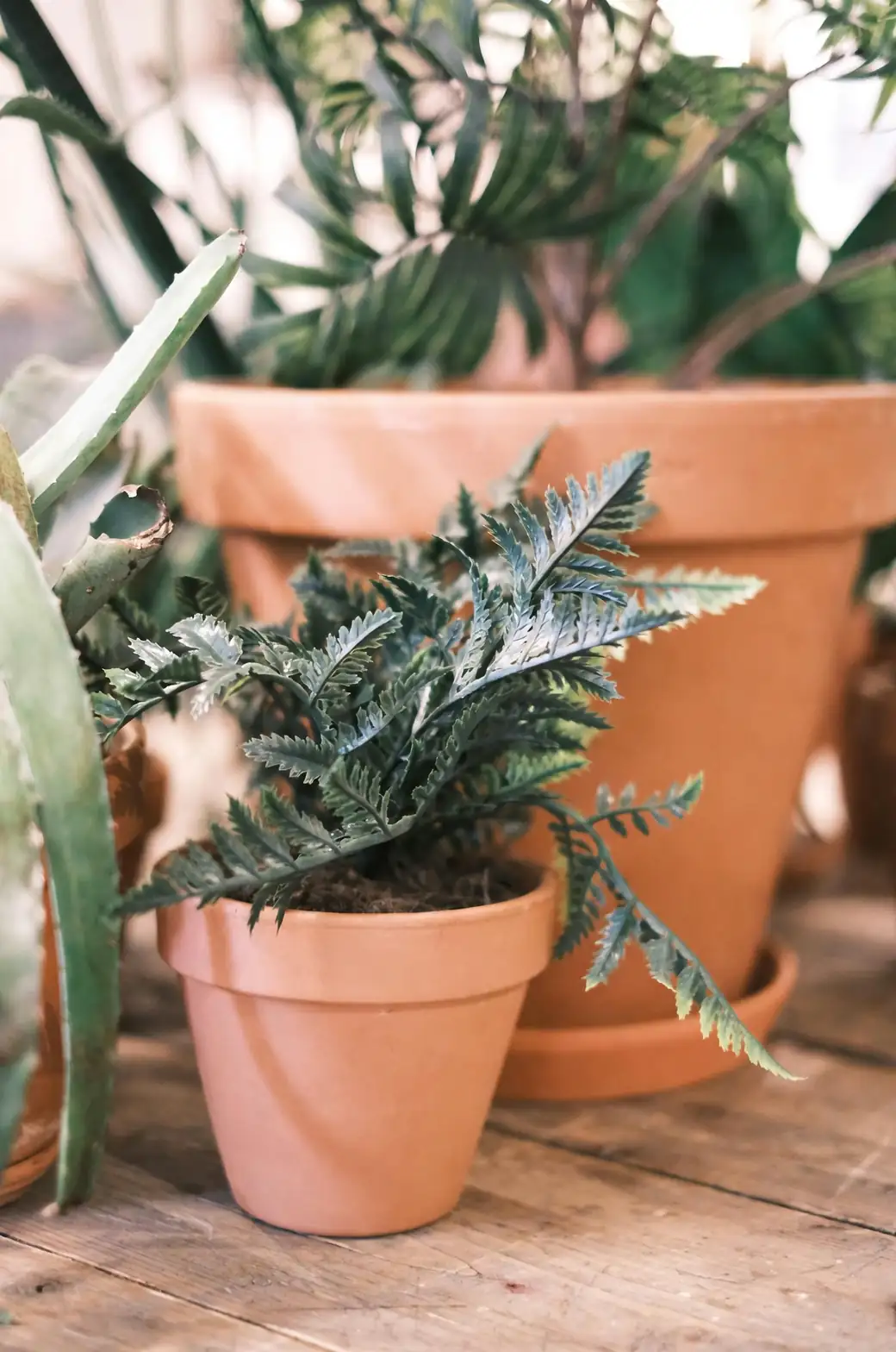 asparagus fern group planting pot