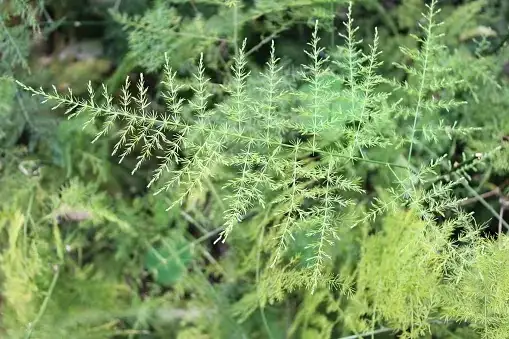 asparagus fern seedlings transplanting
