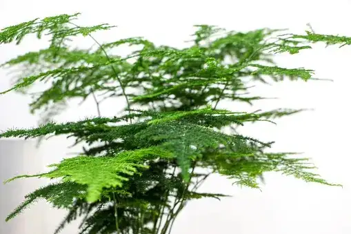 asparagus fern leaf close-up