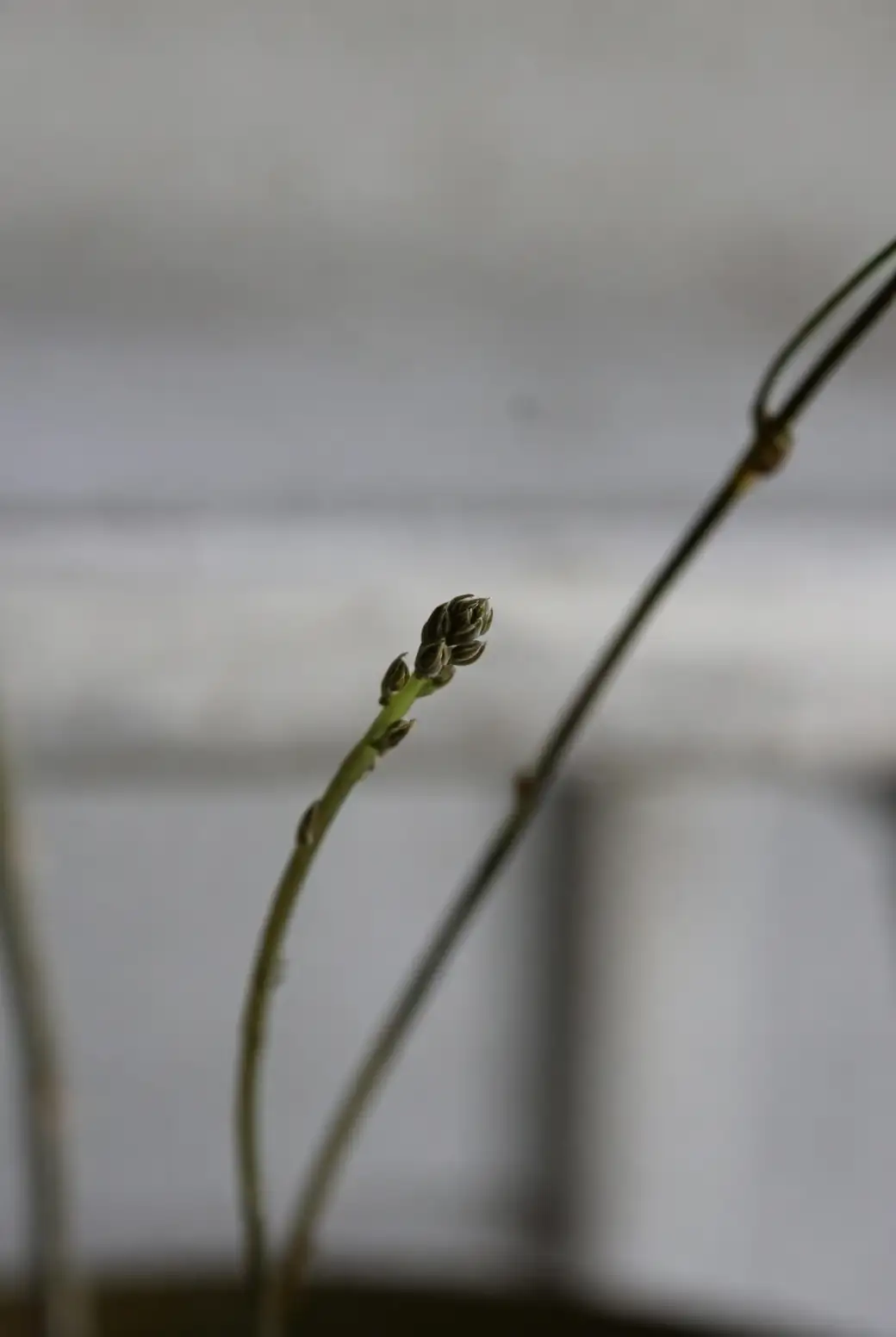 asparagus fern pinching new shoot