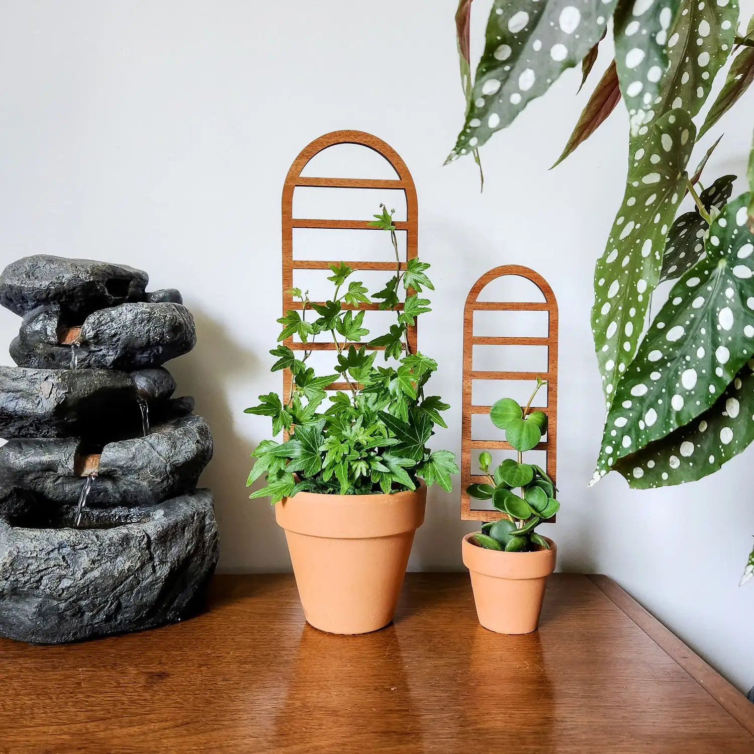 asparagus fern arch trellis indoor