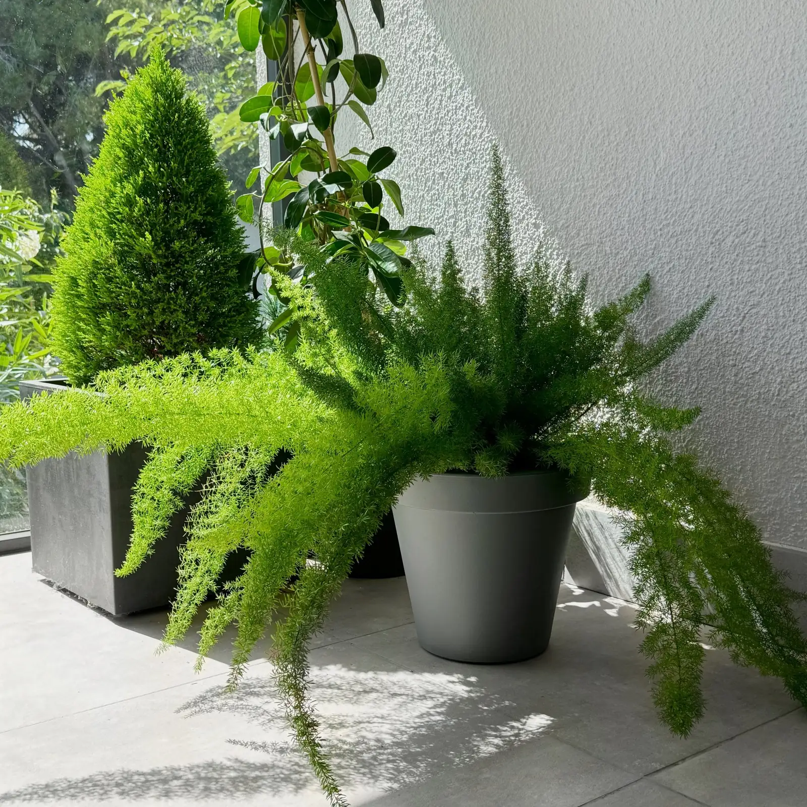 asparagus fern hanging basket window
