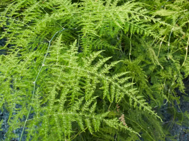 asparagus fern fronds close-up