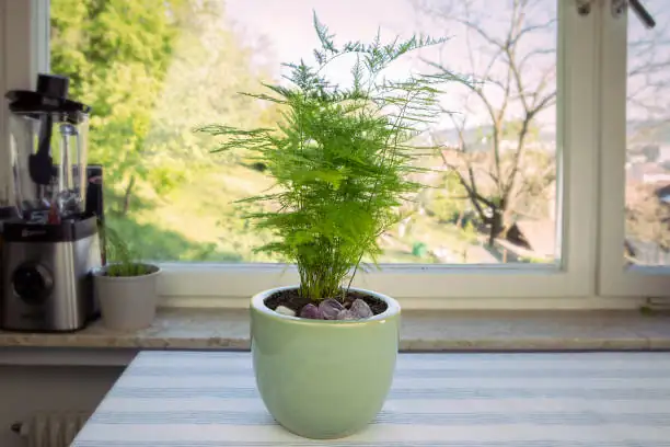 asparagus fern repotting roots