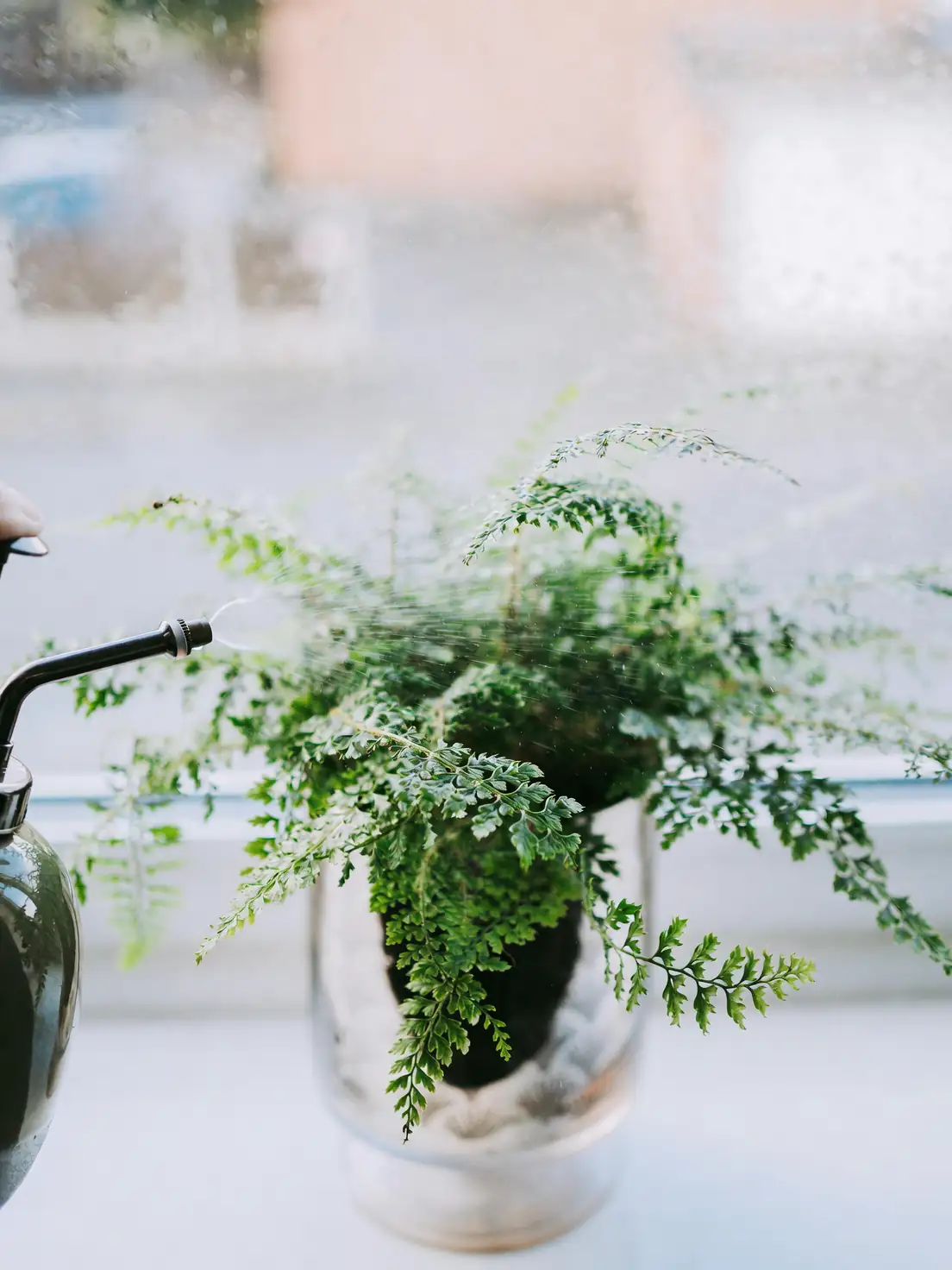 asparagus fern sheer curtain window
