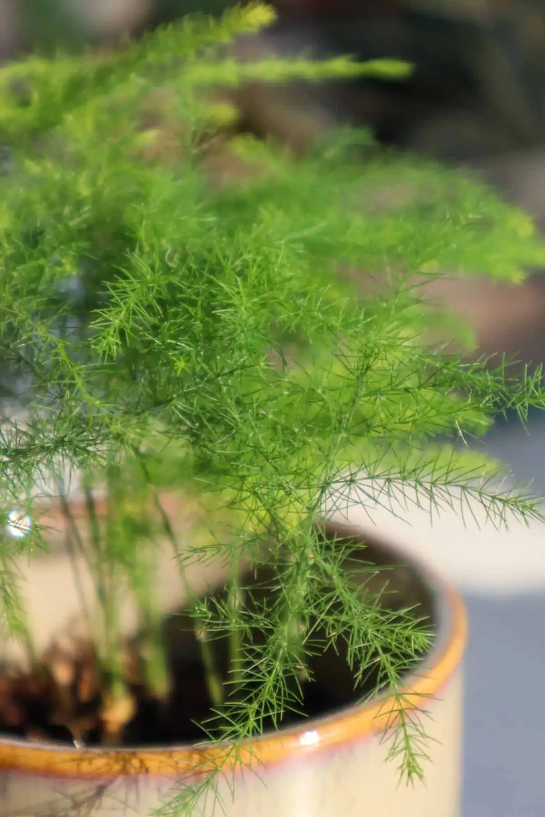 asparagus fern flowers and berries close-up