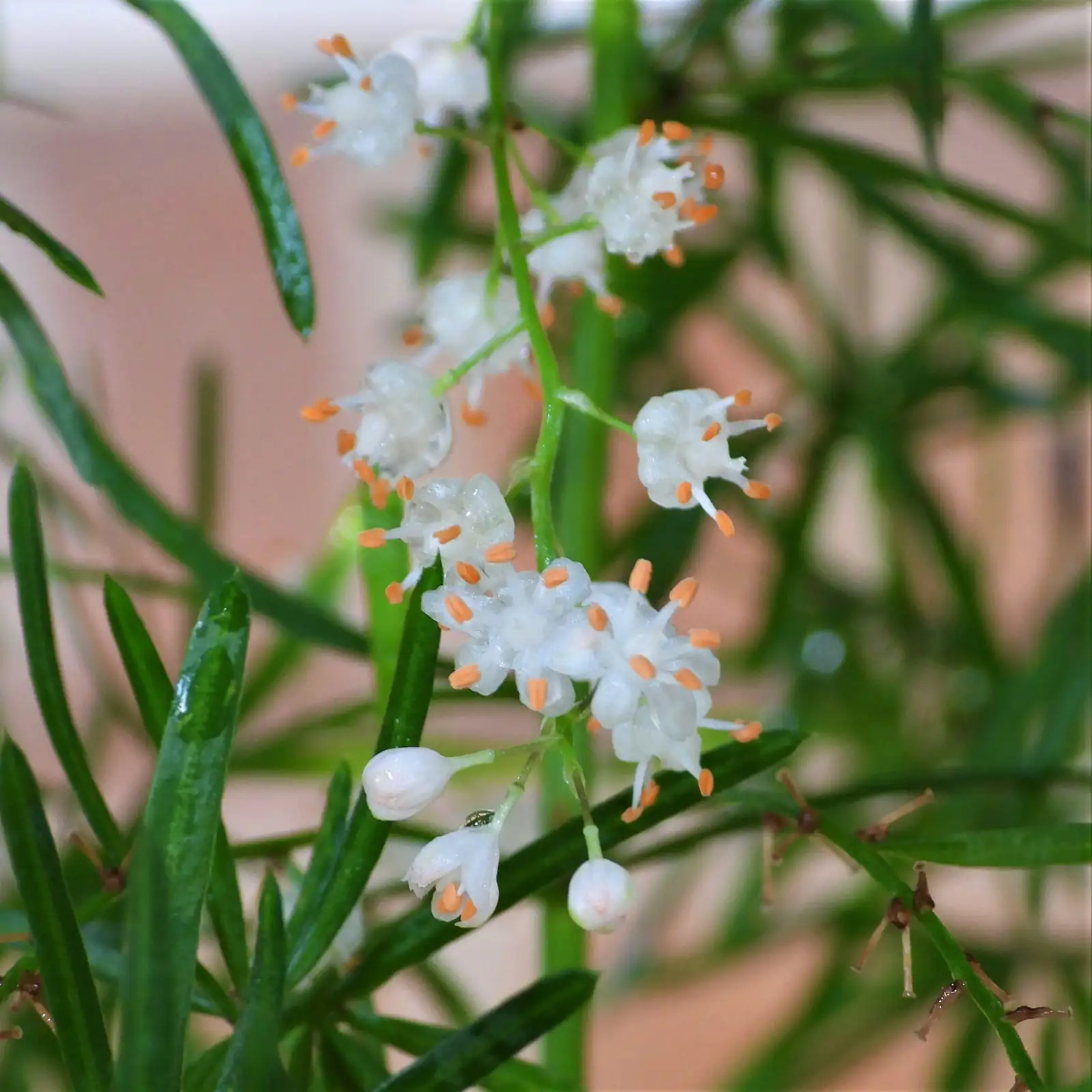 asparagus fern cascading bridal bouquet