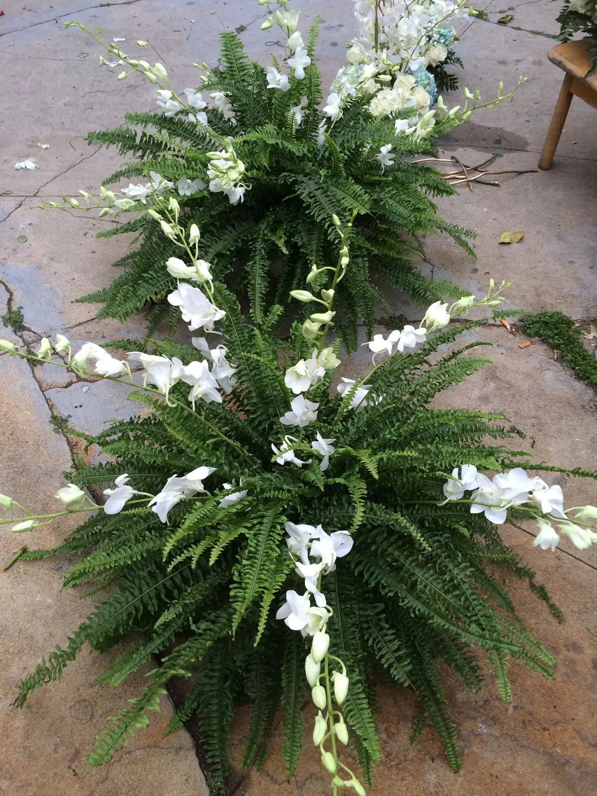 asparagus fern wedding arch backdrop