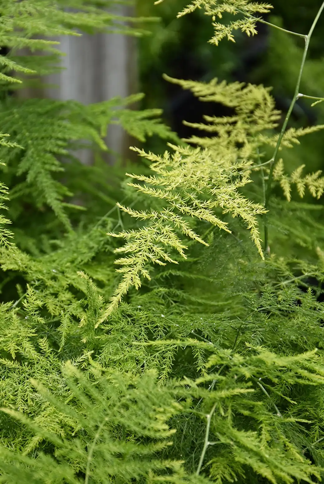 asparagus fern climbing fence