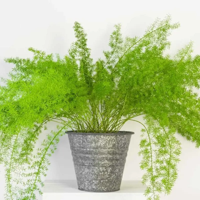asparagus fern watering can