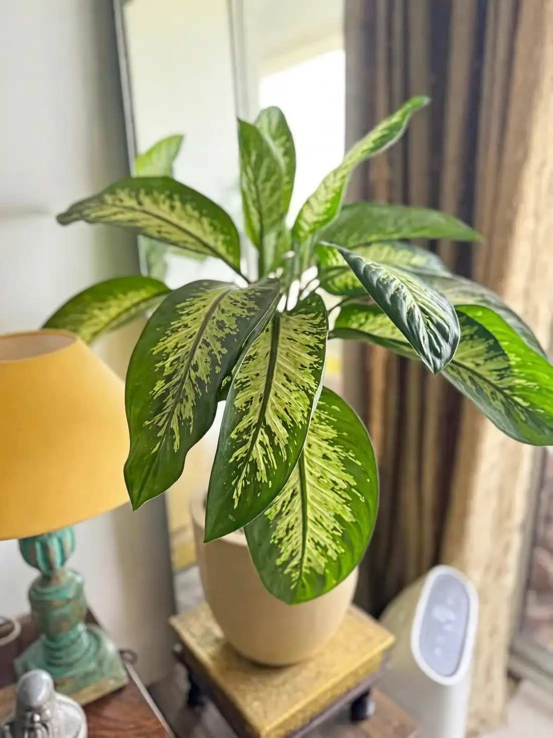 别把叶斑晒没了！花叶万年青的“光照地图”与浇水节奏全解析